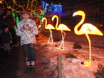 Zoolights
