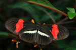 Butterfly Conservatory
