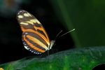 Butterfly Conservatory