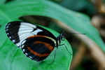 Butterfly Conservatory