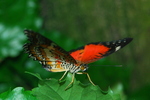 Butterfly Conservatory