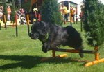 Spruce Meadows