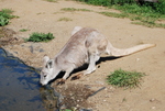 Kangaroo Creek Farm