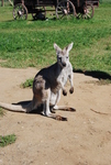 Kangaroo Creek Farm