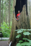 Enchanted Forest