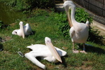 London Zoo
