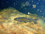 Cenote Xkeken - � ����� ����� ����� ��� ����, ������� �� ����� �������� ����� �� ����