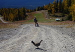 Lake Louise Pika Trail