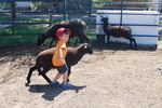 Swiller's Pond Farm