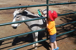 Swiller's Pond Farm