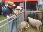 Calgary Stampede