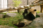 Toronto Zoo