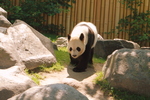 Toronto Zoo