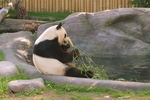 Toronto Zoo