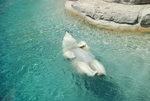 Toronto Zoo