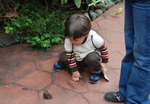 Butterfly Gardens