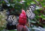 Butterfly Gardens